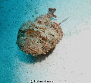Stone Fish by Helen Hansen 